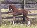 Colt
