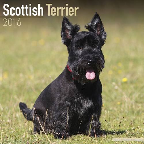 Scottish Terrier Calendar - Only Dog Breed Scottish Terrier Calendar - 2016 Wall calendars - Dog Calendars - Monthly Wall Calendar by Avonside