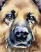 German Shepherd Dog Art Print Signed by Artist DJ Rogers
