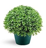 National Tree Globe Japanese Holly Bush with Dark Green Round Plastic Pot, 13-Inch