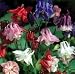 SEED BARGAINS: Aquilegia Biedermeier Mixed (Approx 70 Commercial Grade Seeds)