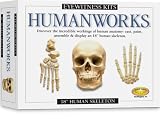 Skullduggery Inc. Eyewitness Kit Humanworks Casting Kit