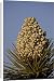 Canvas Prints of Joshua Tree (Yucca brevifolia) blossom, Joshua Tree National Park, California, from Robert Harding