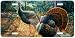 Hitting the Trail - Turkey Wildlife Art Print - License Plate by Randy McGovern from ...