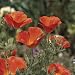 Close-Up of California Golden Poppy Flowers (Eschscholzia Californica) Photographic Poster Print by A. Moreschi, 24x24