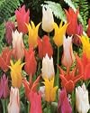 Lily Flowered Tulip 8 Bulbs Mixed - Great Colors!