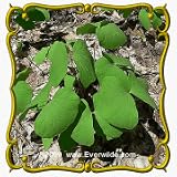 Twinleaf (Jeffersonia diphylla) Jumbo Wildflower Seed Packet - 10 Seeds
