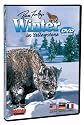 Winter In Yellowstone