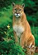 National Geographic by New Creative - Mountain Lion Garden Impressions Flag