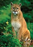National Geographic by New Creative - Mountain Lion Garden Impressions Flag