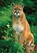 Outdoor Living : National Geographic by New Creative - Mountain Lion Garden Impressions Flag