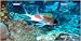 America sports Squirrel Fish Underwater Full Color Photography License Plate
