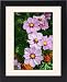 Framed Prints of Cosmos bipinnatus from Ros Drinkwater