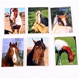 Pony & Horse Pocket Memo Pad 6 Assorted