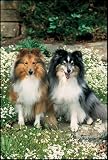 1000 Piece Shetland Sheepdog Jigsaw Puzzle - B000FTG3TI