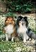  - 1000 Piece Shetland Sheepdog Jigsaw Puzzle