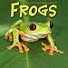 Frogs 2009 Wall Calendar 12 X 12