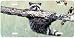 Chin Up - Raccoons - Wildlife Decor Art Print - License Plate Tag By Terry Isaac From...