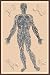 Art Poster, Nervous System - 18.75 x 27.5