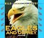 Wild Birds of Prey - Eagles & Osprey