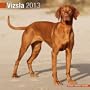 Vizsla 2013 Wall Calendar