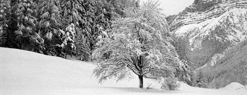 Wintry Landscape Holiday Boxed Cards (Christmas Cards, Holiday Cards, Greeting Cards) (Panoramic Holiday Cards)