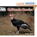 California Condor (Welcome Books)