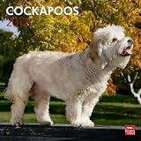 Cockapoos 2012 Wall Calendar 12