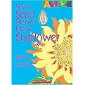 How a Seed Grows Into a Sunflower (Amaze) (Reinforced Hardcover)