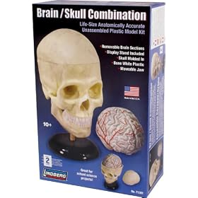 Human Skull & Brain 1:1 Scale model Science Kit
