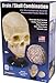 Lindberg Human Brain and Skull Combination
