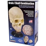 Human Skull & Brain 1:1 Scale model Science Kit