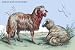 Art Poster, Barbary Breed of Wild Sheep - 27.5 x 18.75