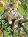 Endearing Kitty Jigsaw Puzzle 200pc