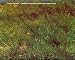 Search : The Nature of Recreation: A Handbook in Honor of Frederick Law Olmsted