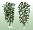 TWO 7' Artificial Trees -Ficus + Camellia with Real Wood Trunks