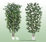 TWO 7' Artificial Trees - Very Full Ficus + Camellia with Real Wood Trunks