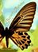 The Butterfly Alphabet