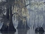 IMAGE OF Spanish Moss Drapes Old Cypress Trees on Lake Verret, Louisiana Photographic Poster Print, 42x56
