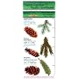 The Ecopress Complete Guide to Native Conifers of the Pacific Northwest