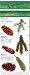 The Ecopress Complete Guide to Native Conifers of the Pacific Northwest