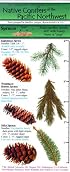 The Ecopress Complete Guide to Native Conifers of the Pacific Northwest