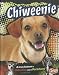 Chiweenie: A Cross between a Chihuahua and a Dachshund (Snap)