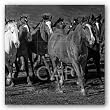 The Jets by Wendy Caro 11"x11" Art Print Poster