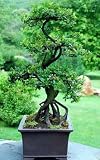 Bonsai - Miniature of the Tree in the Ceramic Pot - 60
