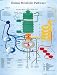 Human Metabolic Pathways Laminated Poster
