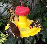 Butterfly Nectar & Fruit Feeder