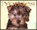 Book Just Yorkies 2004 Calendar