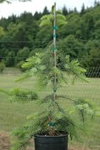 Picea Omorika Berliner's Weeper - Serbian Spruce Tree - Pot Size #1 Gal.