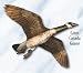 Jackite Giant Canada Goose - Assembled